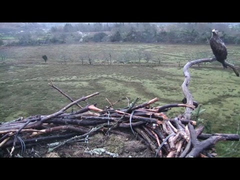Glaslyn Ospreys Live Stream