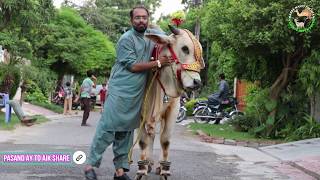 Bakra Mandi Pakistan Buying Loading Unloading Bull 2019 Looo G App Logo Ki Bharpoor Request Per 