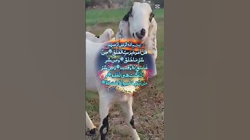 #سورة_الفلق #villagelife #اكسبلور #المصحف #تيك_توك #الرحمن #دحمان #دويتو #القزابري #ترند #الورقات