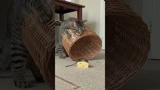 Basket Showdown: Cat vs Mouse and the Cheesy Dilemma! 🐭🧀 #FelineFun #PetAntics #MouseMystery