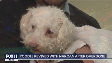 Poodle revived after Narcan overdose