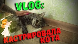VLOG:Кастрировала кота((((( VLOG:Кастрировала кота(((((
