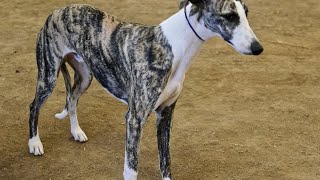 How to Train Your Whippet for Agility: Jumping and Weaving