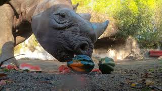 Curious Rhinoceroses Find And Squish Tasty Veggies