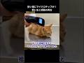 拾った猫にマイクロチップが!飼い主が泣きながら引き取りに #保護猫 #猫動画 #猫