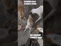 bezubaan kiSeva bejuban ki awaaz street dog animal prayagraj