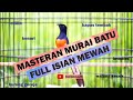 Masteran Murai Batu Full Isian Tembakan Mewah Jernih Lengkap