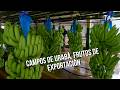 Campos de Urabá, frutos de exportación - TvAgro por Juan Gonzalo Angel