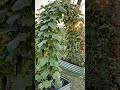 How to Build a Garden Arch Trellis | Amazing Cucumber & Tomato Harvest