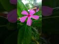 sadabahar plant /grow sadabahar #bonsai #sadabahar #houseplants #flowers #garden