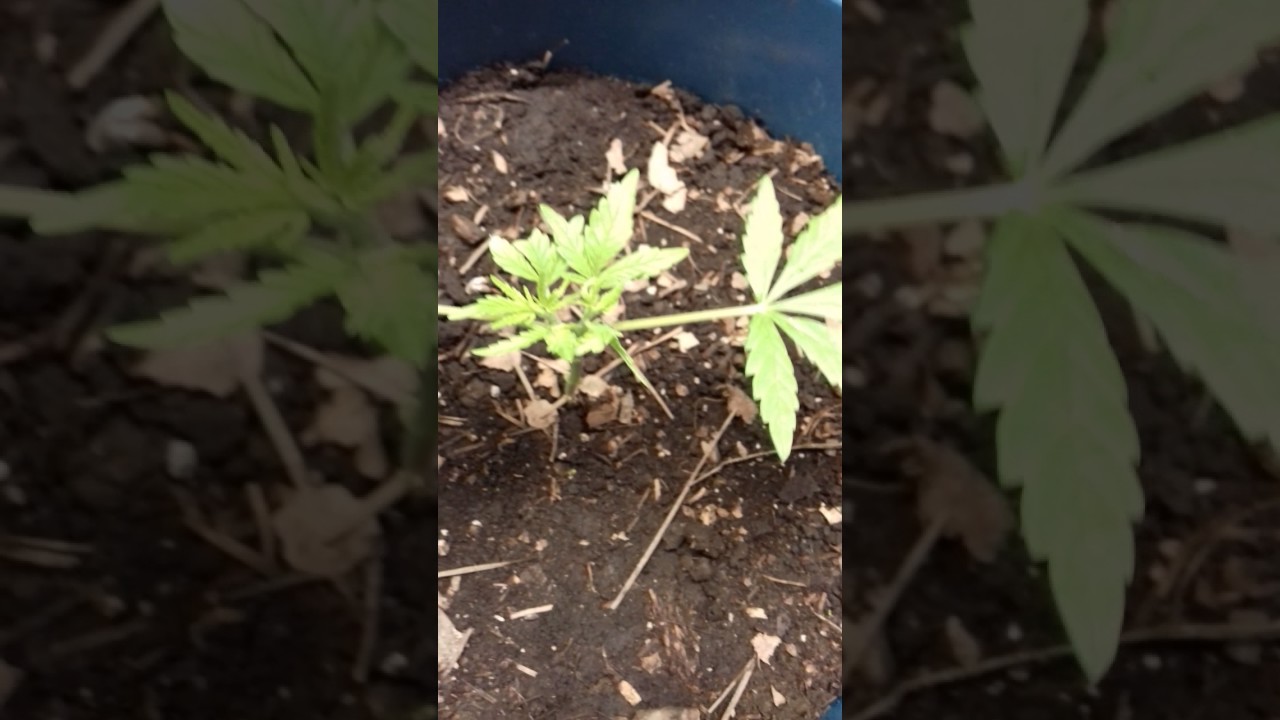 Poda main lining..!!!