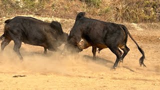 Bull Fight In Nepal #dhading 