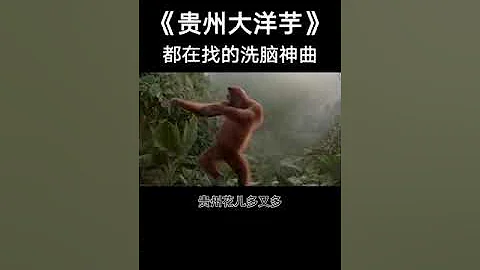 貴州大洋芋 - 天天要聞