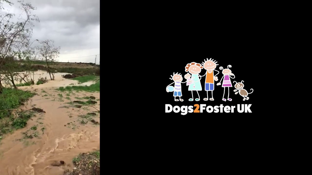 Dogs2foster and Paws Patas flood damage appeal