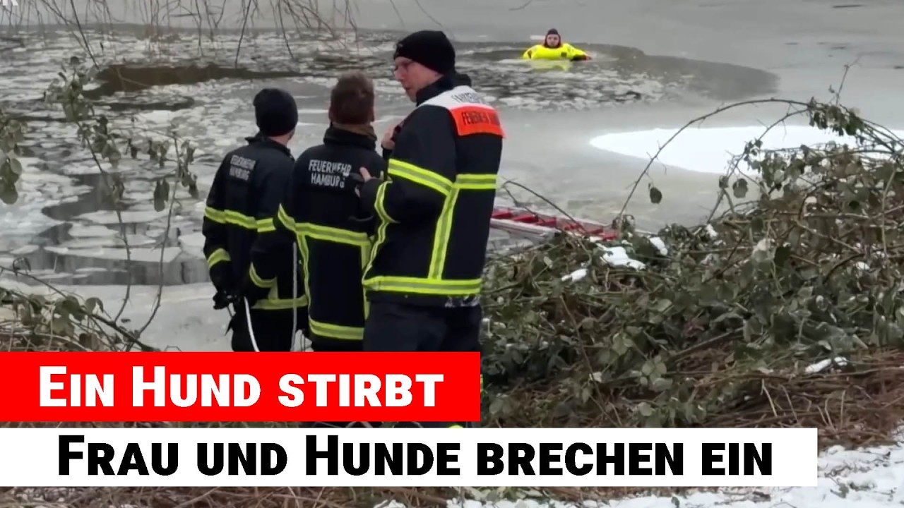 Hamburg Alster Eis-Einbruch: Frau und Hunde brechen ein – ein Hund stirbt