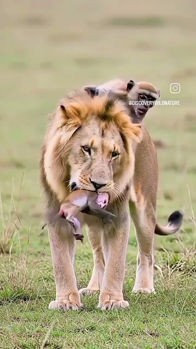 lione vs monkey 😱😱