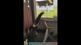 SPESIAL AYAM BANGKOK KOKOK PENDEK