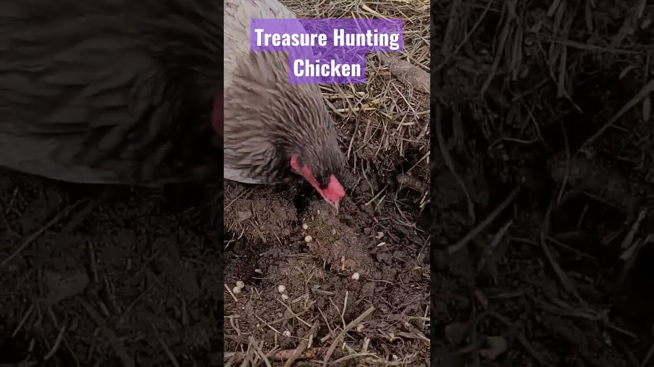 Treasure Hunting Chicken Finds Sprouts, Fermented Grains Under Deep Mulch 