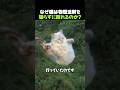 なぜ猫は物理法則を破らずに回れるのか?