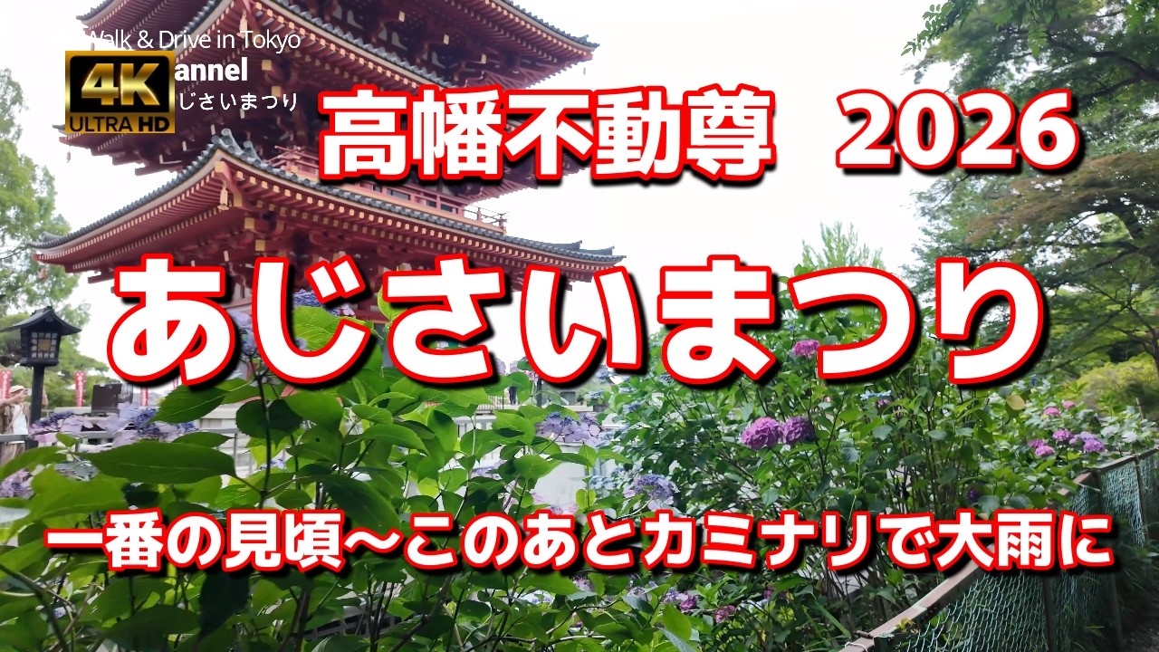 【街ブラ4K】【あじさいまつり~高幡不動尊2026】【一番の見頃に遭遇しました】【このあとカミナリで大雨に】【関東随一のあじさい寺~250種・7,800株以上】東京都日野市