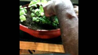 SG #58 Mr.Paka420 Transplants Basil from Circulating System