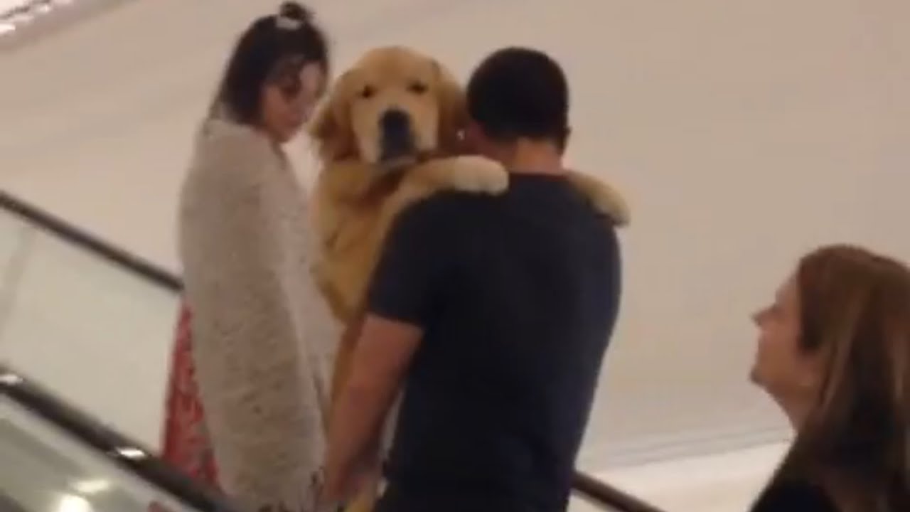 video phone beyonce mp3 Golden Retriever Gets Carried up Escalator