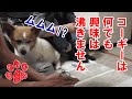チロが怯えるアレ！人間も驚くけどね【コーギーチロ】