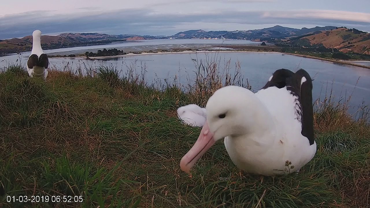 national parks development committee Royal Cam highlight 2019: LKL and LGL preening