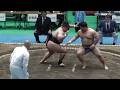優秀８団体決勝トーナメント戦　第４３回全日本大学選抜相撲宇和島大会