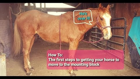 Teaching your horse to come in to the mounting block PART 1 |  FTF_OTTB