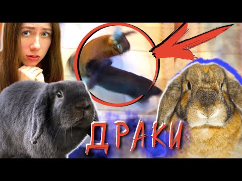 Видео: ВСЕ ДРАКИ и СВИДАНИЯ МОИХ КРОЛИКОВ - Все Серии - Дом Призрак | Elli Di Pets