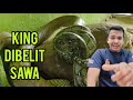 Live Feeding King Cobra