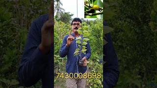 Apricot Fruit Plant Only 100 fruitplants apricot fruit