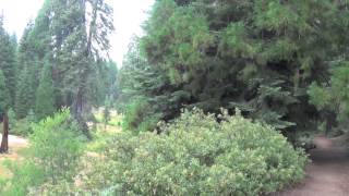 Chicago Stump- Sequoia National Forest