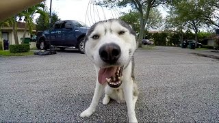 Husky Loves Head Massager!