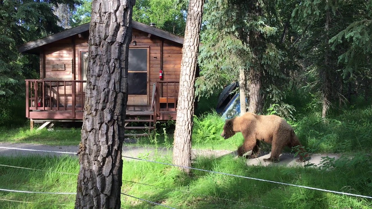 171 treeing spring cubs