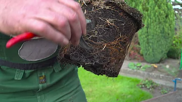 Wie dicht pflanzt man eine buchenhecke?