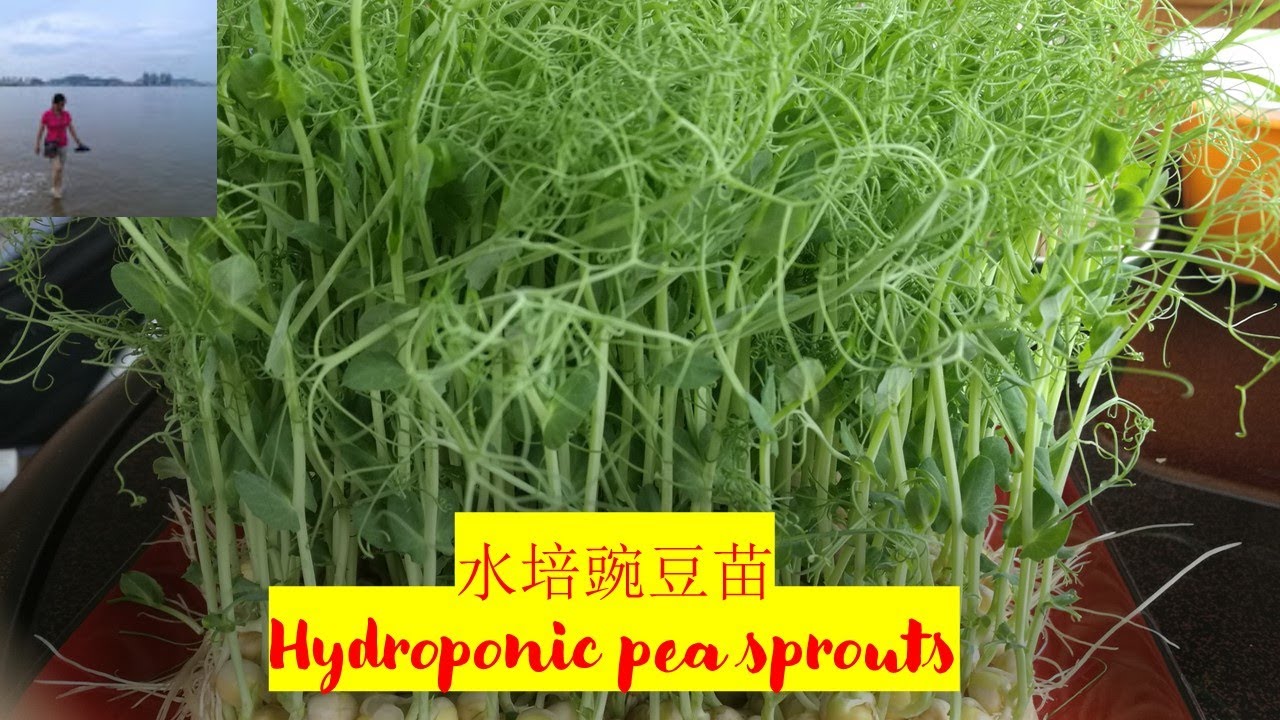 水培豌豆苗 Hydroponic Pea Sprouts 不要土不要肥 每天撒些清水 从一粒豆到公分苗只要10天时间 V067 Youtube