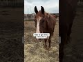 Time to get Bruce outta here #horse #savetheanimals #saveanimals #horserescue