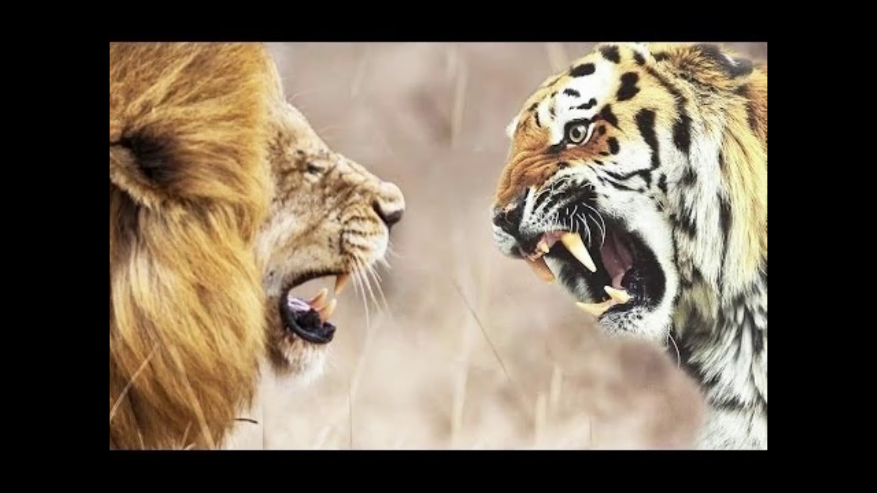 Кто победил лев или тигр. Версус Лев против тигра. Лев сильнее тигра. Тигр сильнее Льва.