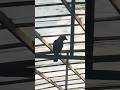 Crow #shorts