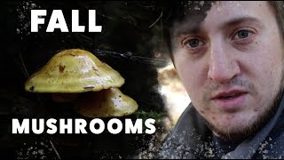 Mushroom Hunt Fall Mushroom Foraging Highlights