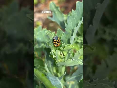 Videó: Harlequin Bug Control – Hogyan előzzük meg a harlekin poloskát
