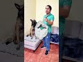 ¿Por qué el Malinois es la peor mascota que puedes tener?😱 #perros #educacioncanina #malinois