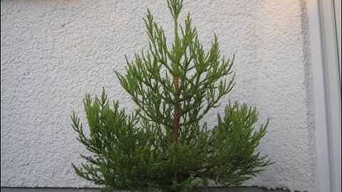 Giant Sequoia growing 2 years timelapse