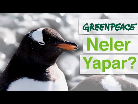 Video: Greenpeace'e Nasıl üye Olunur