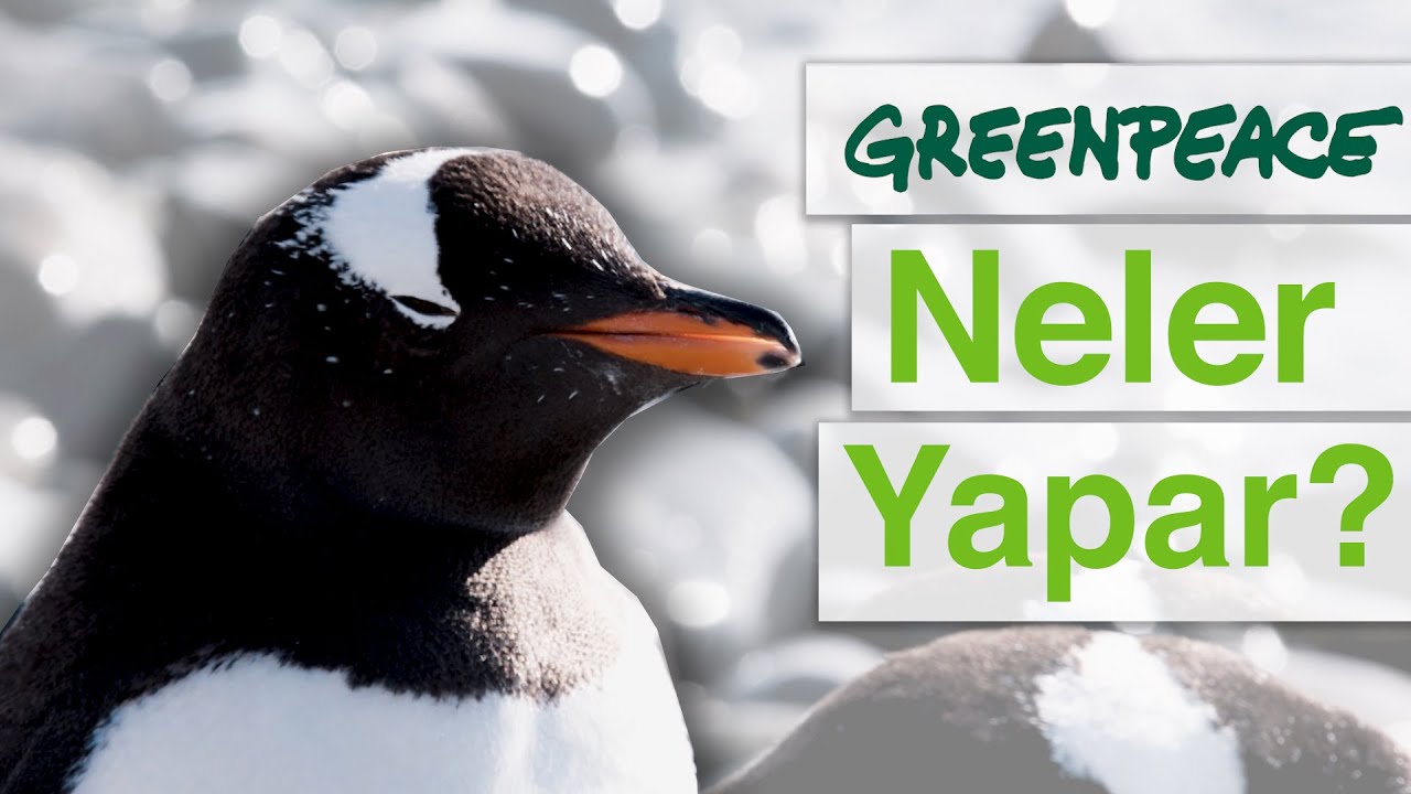 ⁣Greenpeace Neler Yapar?