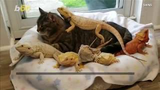 This Cat Has Some Very Unusual Friends, Including Lenny the Lizard!