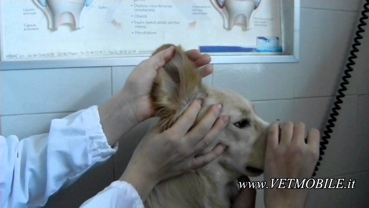 Come pulire le orecchie del cane: prodotti e rimedi | DonnaD