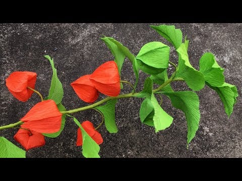 वीडियो: Physalis-like Nikandra